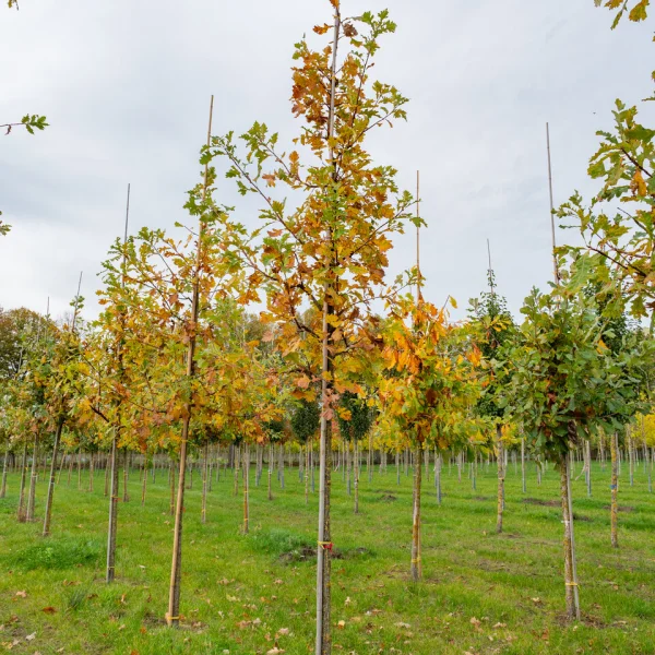 Quercus macrocarpa &ndash; Fagaceae