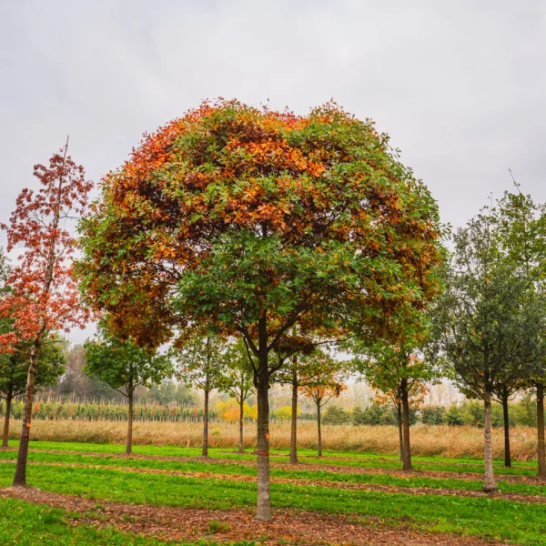 Quercus palustris 'Compacta' &ndash; Fagaceae
