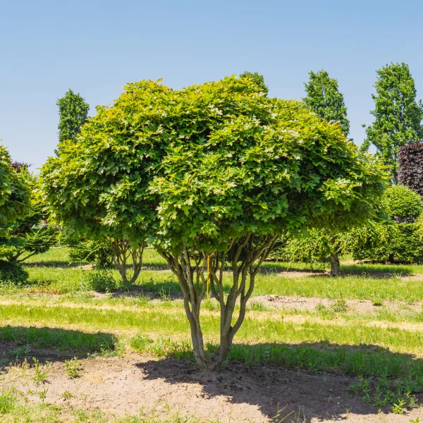 Quercus palustris 'Green Dwarf' &ndash; Fagaceae