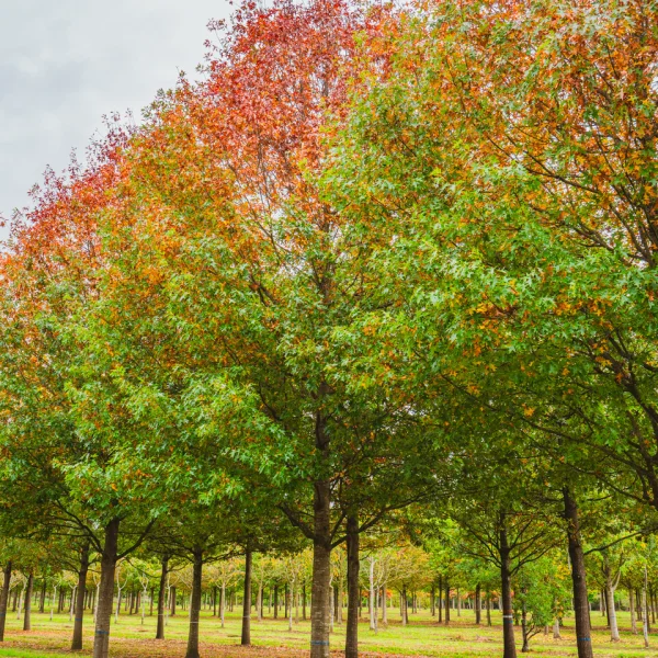 Quercus palustris 'Helmond's Red Globe' &ndash; Fagaceae