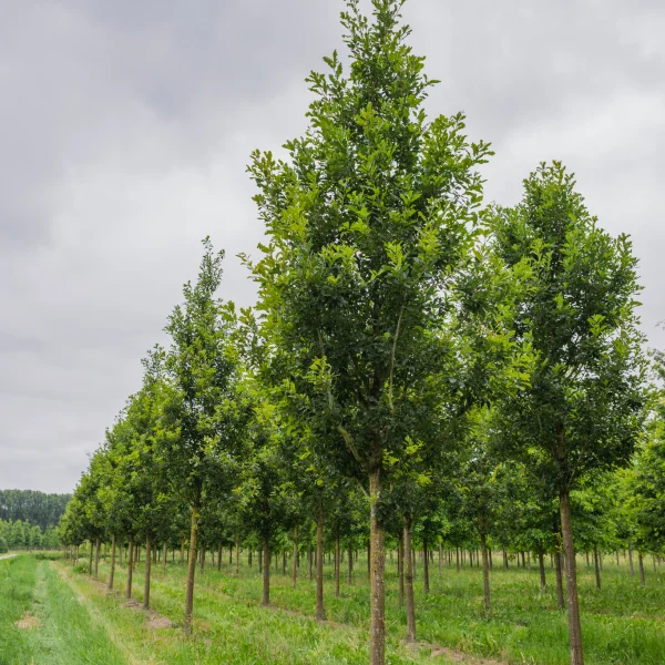 Quercus petraea 'Ryan' &ndash; Fagaceae