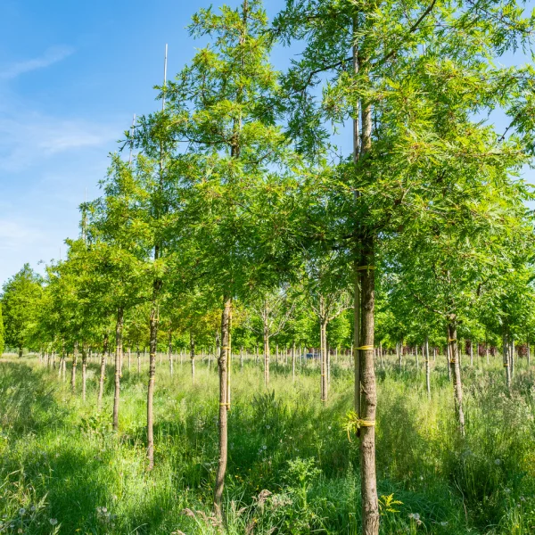 Quercus robur 'Pectinata' &ndash; Fagaceae
