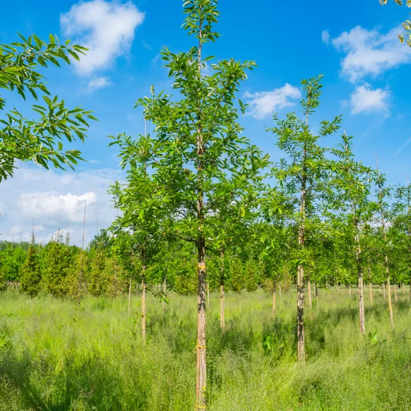Quercus variabilis &ndash; Fagaceae