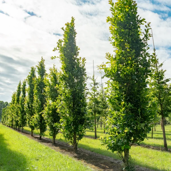 Quercus ×warei 'Wind Candle' &ndash; Fagaceae