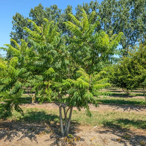 Rhus typhina 'Dissecta' &ndash; Toxicodendron