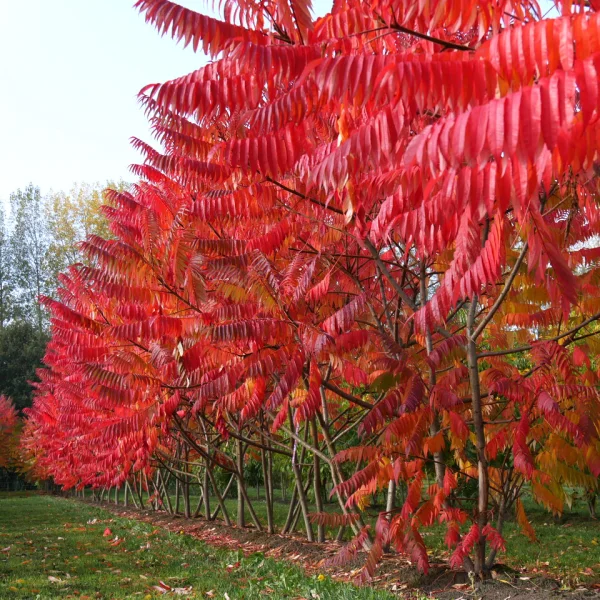 Rhus typhina – Anacardiaceae