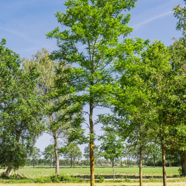 Robinia pseudoacacia 'Bessoniana' &ndash; Fabaceae