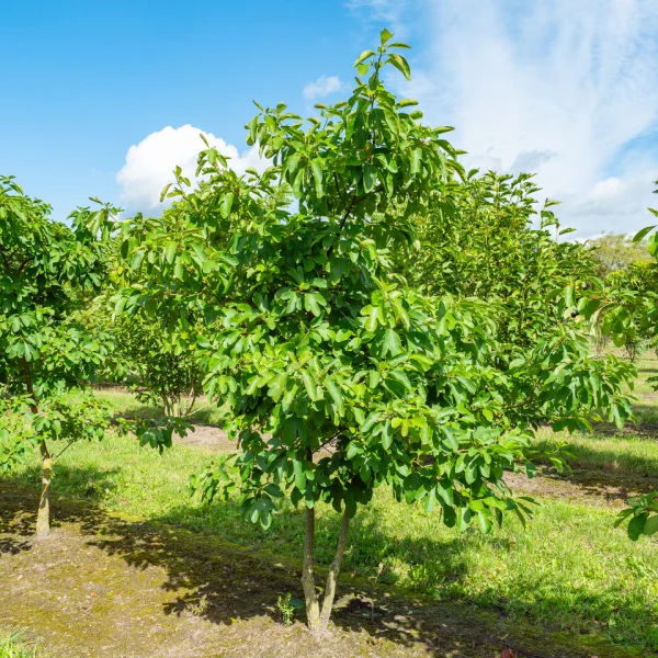 Sassafras albidum &ndash; Lauraceae