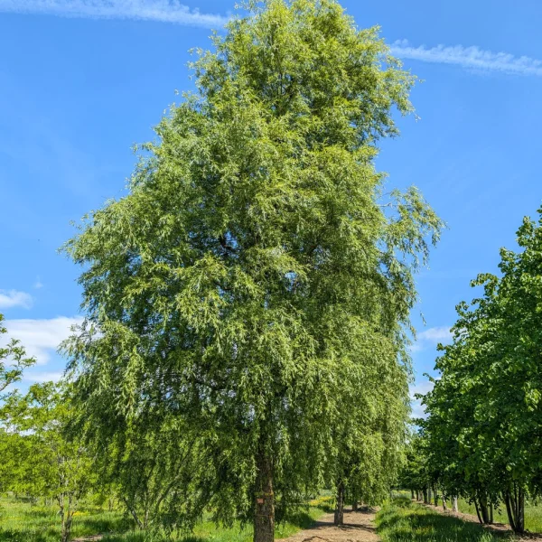 Salix ×sepulcralis 'Chrysocoma' &ndash; Salicaceae
