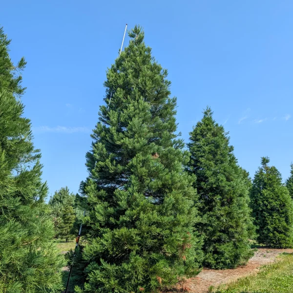 Sequoiadendron giganteum &ndash; Taxodiaceae