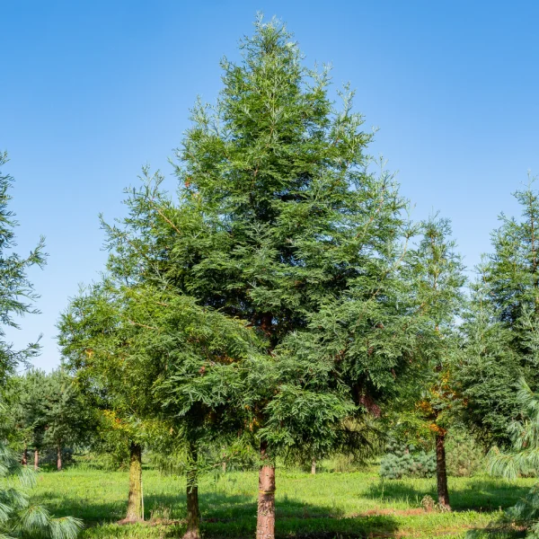 Sequoia sempervirens 'Winter Blue' &ndash; Taxodiaceae