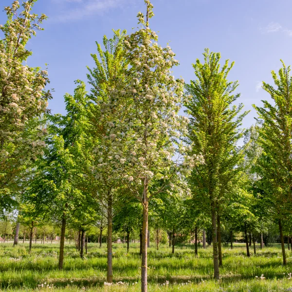 Sorbus aria 'Magnifica' &ndash; Rosaceae