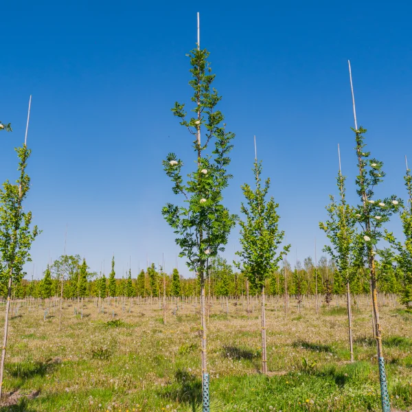 Sorbus aucuparia 'Sheerwater Seedling' &ndash; Rosaceae
