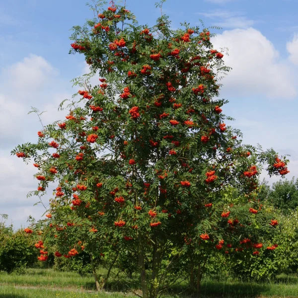 Sorbus aucuparia &ndash; Rosaceae