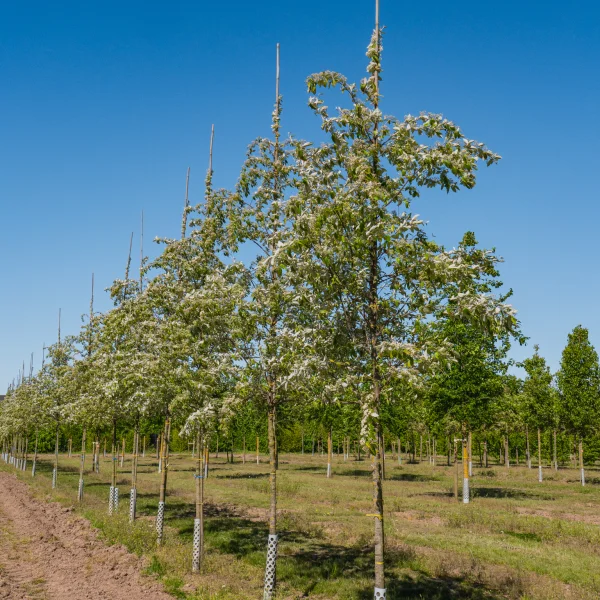 Sorbus folgneri 'Emiel' &ndash; Rosaceae