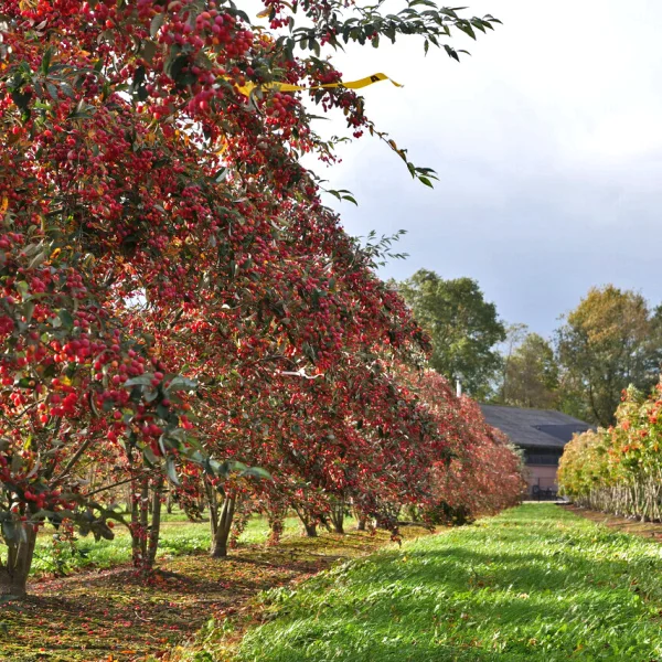 Sorbus folgneri 'Emiel' &ndash; Rosaceae