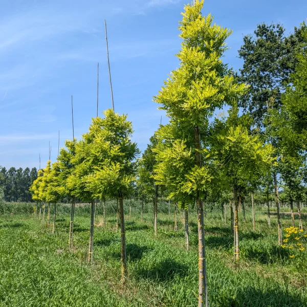 Styphnolobium japonicum 'Gold Standard' &ndash; Fabaceae