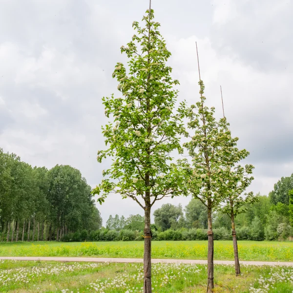 Sorbus latifolia 'Henk Vink' &ndash; Rosaceae