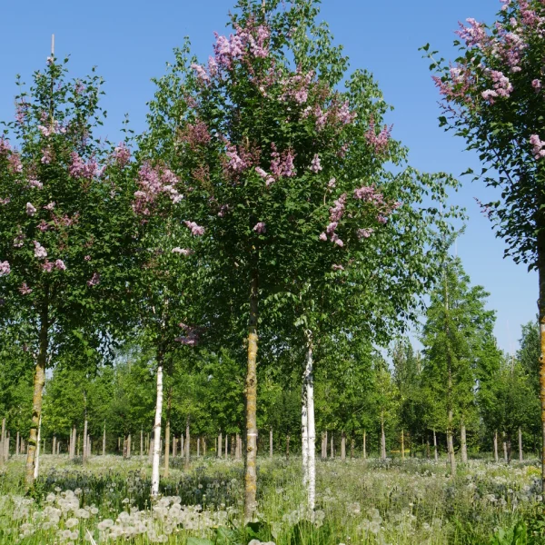 Syringa josikaea &ndash; Oleaceae