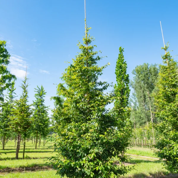Sycopsis sinensis &ndash; Hamamelidaceae