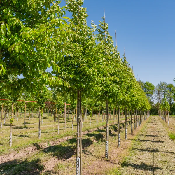 Sycoparrotia semidecidua 'Prins Claus' &ndash; Hamamelidaceae