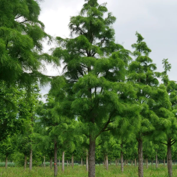 Taxodium distichum 'Nutans' &ndash; Taxodiaceae