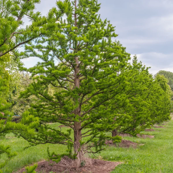 Taxodium distichum 'Pévé Minaret' &ndash; Taxodiaceae