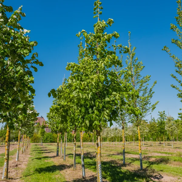 Tilia americana 'Moltkei' &ndash; Tiliaceae