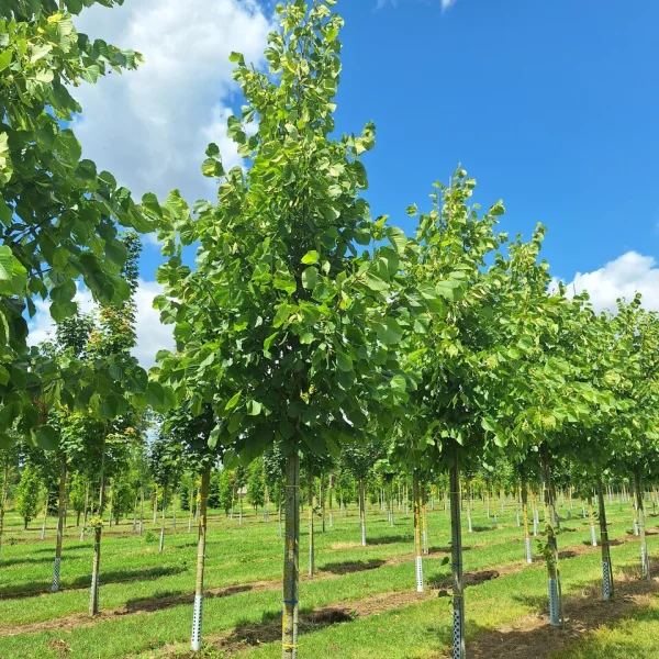 Tilia americana 'Redmond' &ndash; Tiliaceae