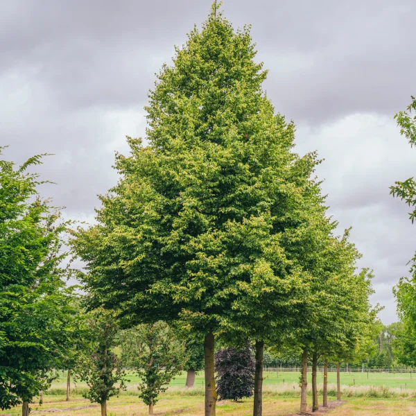 Tilia cordata 'Böhlje' &ndash; Tiliaceae