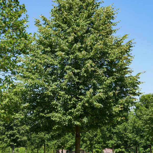 Tilia cordata 'Greenspire' &ndash; Tiliaceae