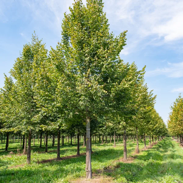 Tilia cordata 'Rancho' &ndash; Tiliaceae