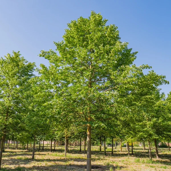 Tilia cordata 'Rancho' &ndash; Tiliaceae