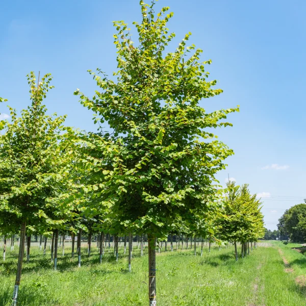 Tilia cordata 'Winter Orange' &ndash; Tiliaceae