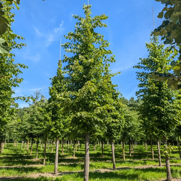 Tilia ×flavescens 'Glenleven' &ndash; Tiliaceae