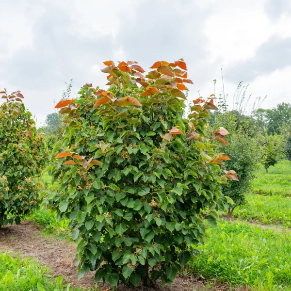 Tilia henryana 'Arnold Select' – Malvaceae