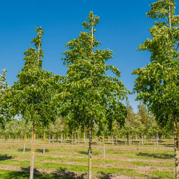 Tilia mongolica 'Buda' &ndash; Malvaceae