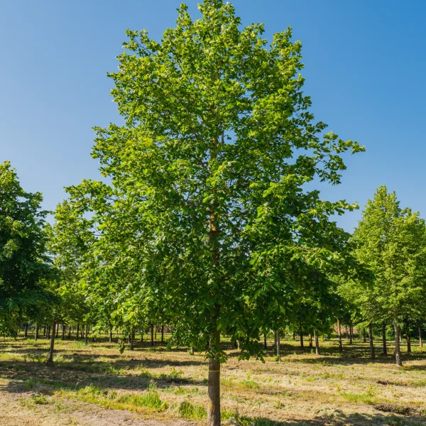Tilia platyphyllos &ndash; Tiliaceae