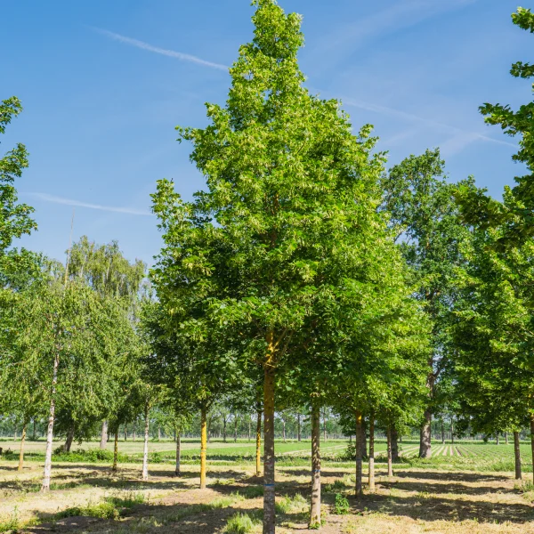 Tilia platyphyllos 'Örebro' &ndash; Tiliaceae