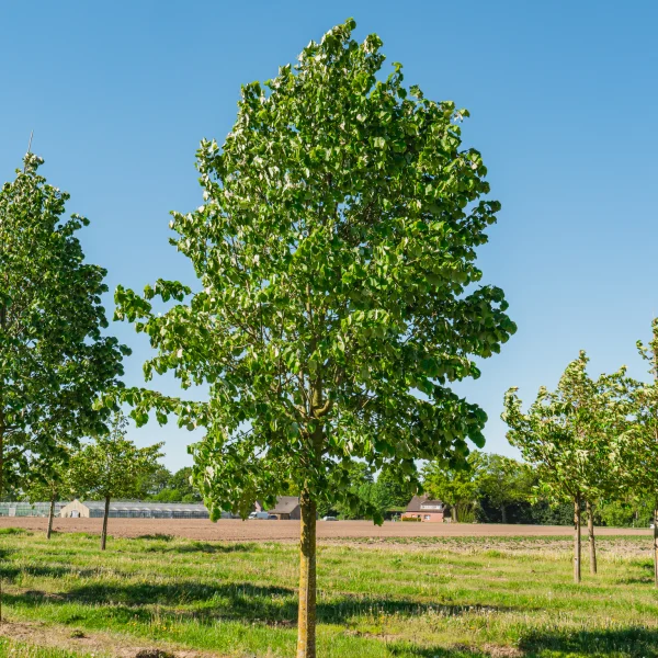 Tilia tomentosa 'Doornik' &ndash; Tiliaceae