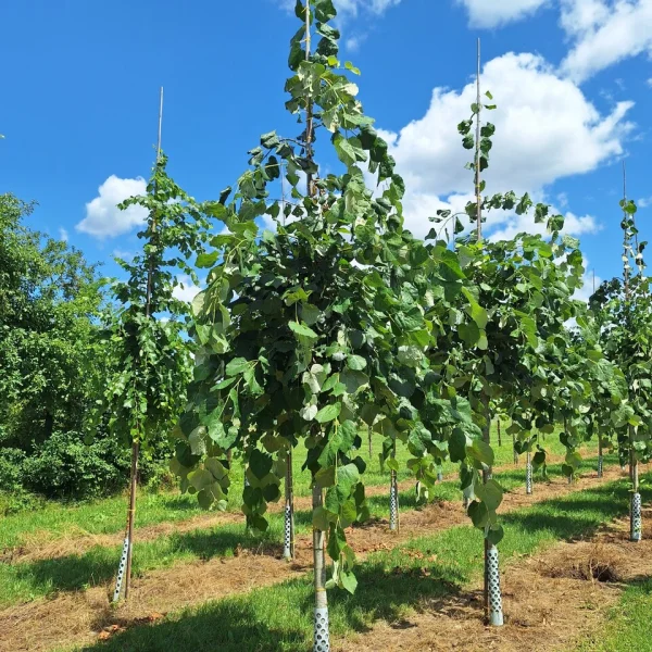 Tilia tomentosa 'Pendula' &ndash; Tiliaceae