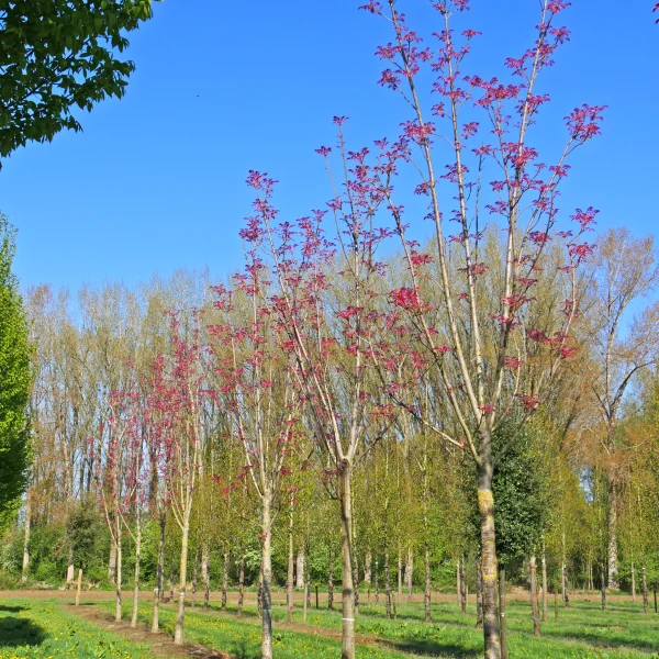 Toona sinensis 'Flamingo' &ndash; Meliaceae