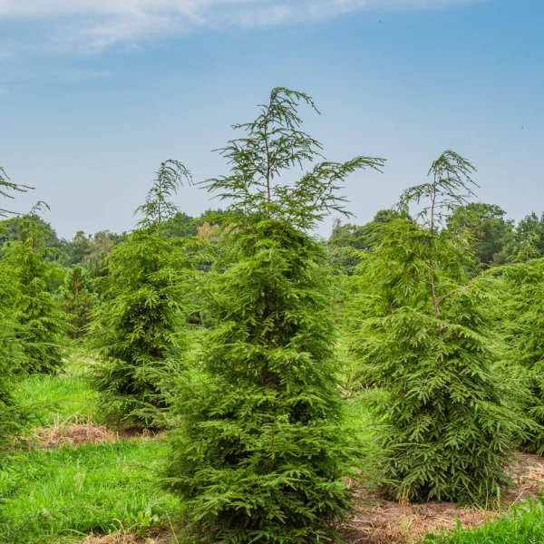 Tsuga canadensis &ndash; Pinaceae