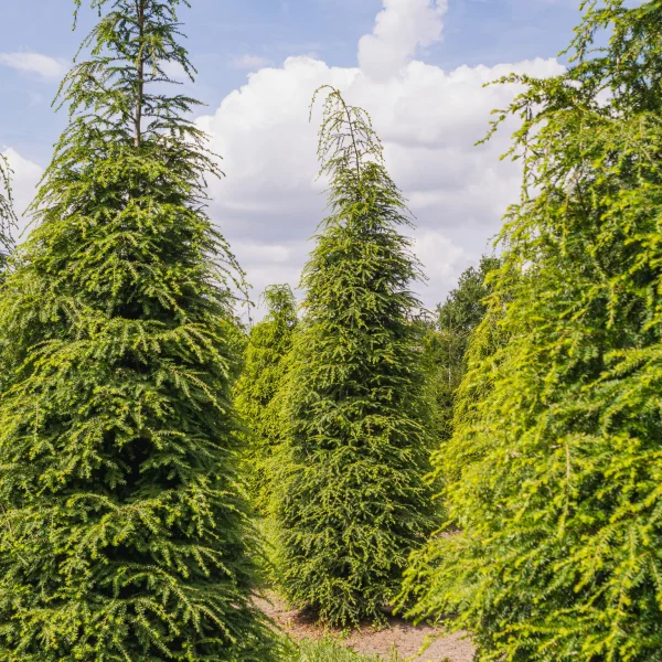 Tsuga canadensis &ndash; Pinaceae
