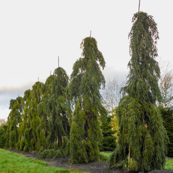 Tsuga canadensis 'Pendula' &ndash; Pinaceae