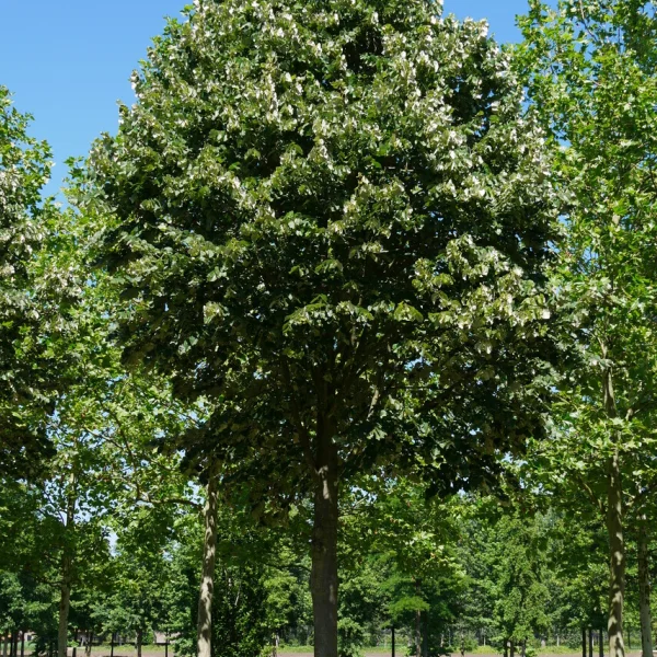 Tilia tomentosa – Tiliaceae