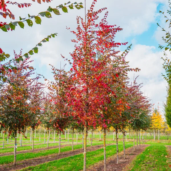 Ulmus 'Frontier' &ndash; Ulmaceae