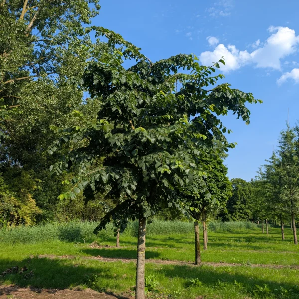 Ulmus glabra 'Pendula' &ndash; Ulmaceae