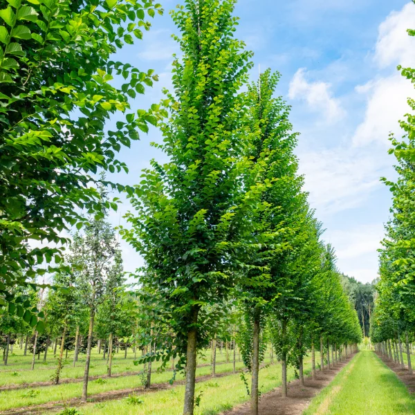 Ulmus 'Lobel' &ndash; Ulmaceae