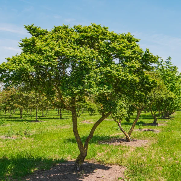 Ulmus minor 'Jacqueline Hillier' &ndash; Ulmaceae